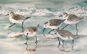 Sandpipers - SOLD