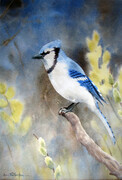 Blue Jay in the Willows