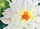 Inner Beauty