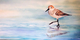 The Tour Guide - SOLD