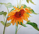 The Sunflower - SOLD