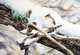 The Tufted Titmouse
